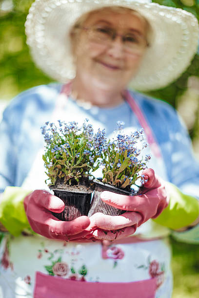 istock Smiling senior woman is gardening 576929056
