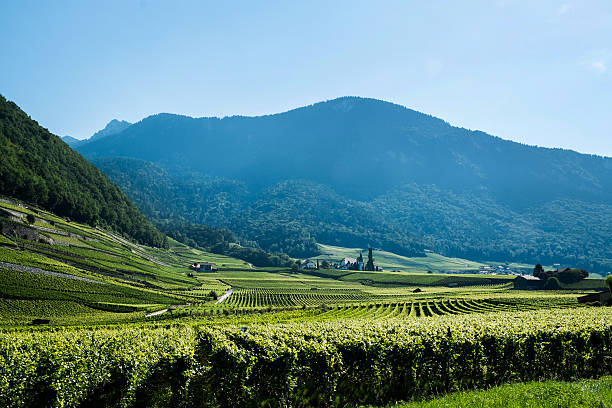 виноградник в свитцаланде - vinifera стоковые фото и изображения