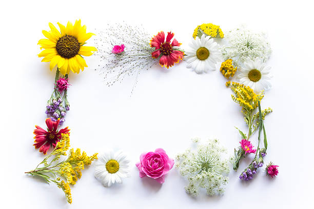 istock Frame of Summer Flowers on White Background 576930386