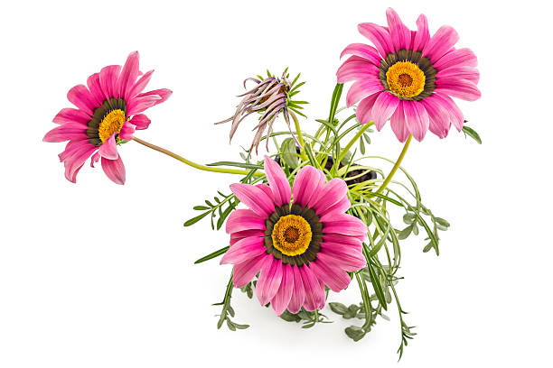 istock Gerbera flowers, Gerbera Jamesonii 576931012
