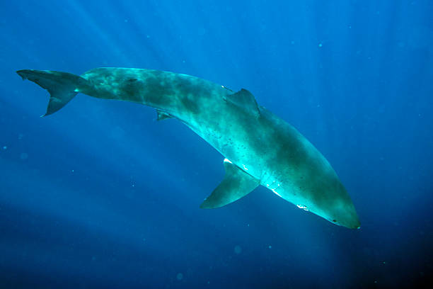 istock Great White shark ready to attack underwater close up 576931050