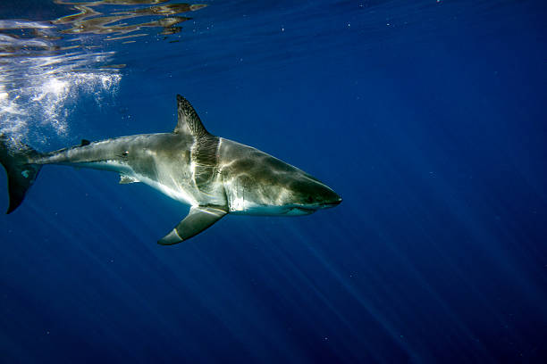 istock Great White shark ready to attack underwater close up 576931132