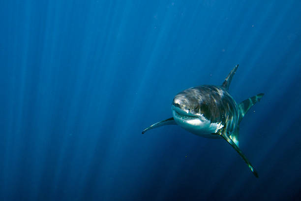 istock Great White shark ready to attack underwater close up 576931152
