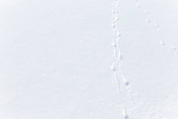 istock bird tracks in the snow 576932032