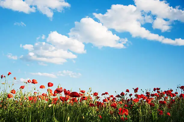 Photo of meadow with beautiful  red poppy flowers