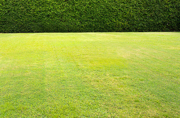 istock Green leaves wall background 576932610