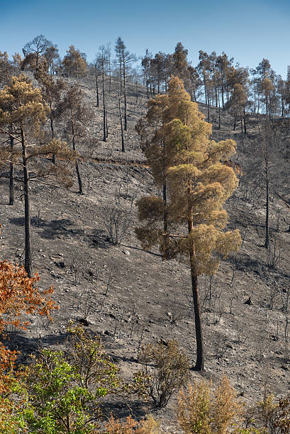 istock Enviromental damage with burned trees after forest fire 576932854