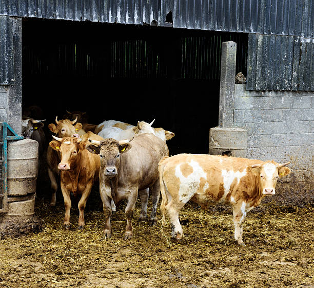 istock Group of inquisitive bullocks,  farmyard barn 576934898