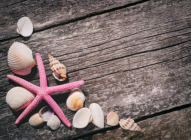 istock Sea shells on wooden background 576934934