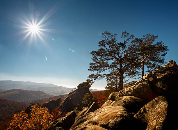 istock tree on a top mountain under blue sky in sunny 576935424