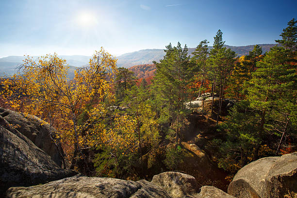istock Colorful and bright autumn forest 576935706