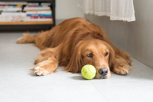 istock The golden retriever lying on the floor 576936198