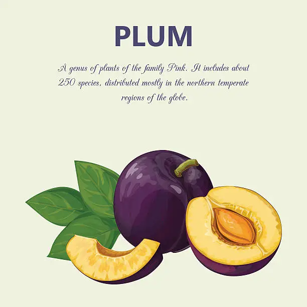 Vector illustration of Plum