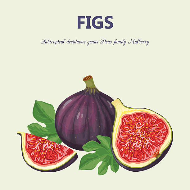 Figs Illustration fruit composition filled in by hand in a vector fig stock illustrations