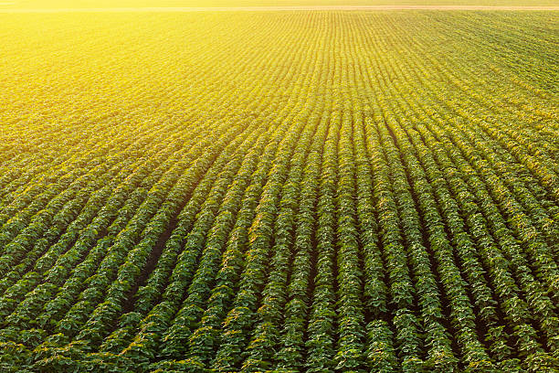 linhas de campo de soja ao pôr do sol - flower sunflower field landscaped - fotografias e filmes do acervo