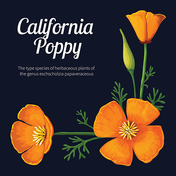 illustrazioni stock, clip art, cartoni animati e icone di tendenza di papavero della california - stem poppy fragility flower