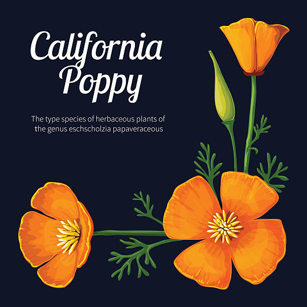 калифорния мак - stem poppy fragility flower stock illustrations