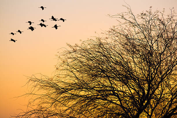 istock flock of birds flying 576938646
