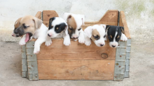 Jack russel terrier puppy in basket