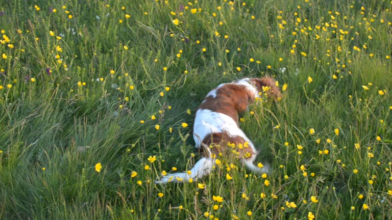 Dog is Rolling on Meadow