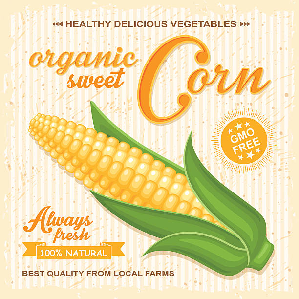 ilustrações, clipart, desenhos animados e ícones de pôster da fazenda vetorial com espiga de milho - corn corn crop corn on the cob food