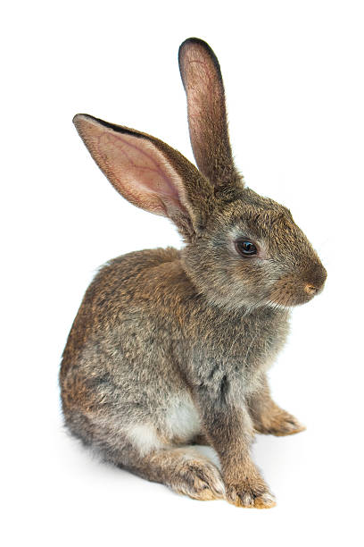 istock Happy New Year of rabbit 577304624