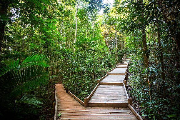 the daintree jindalba boardwalk - daintree river national park imagens e fotografias de stock