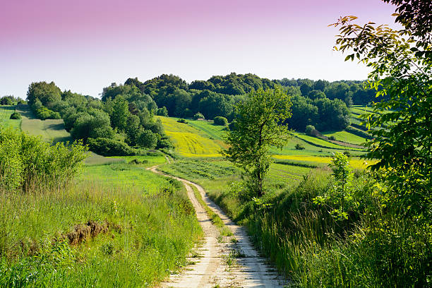 Green rolling hills and rape field in Roztocze region, Poland