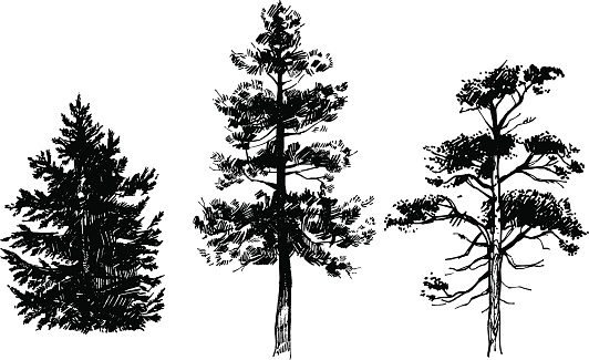Hand drawn set of conifer trees isolated on white background. Ink illustration in vintage engraved style