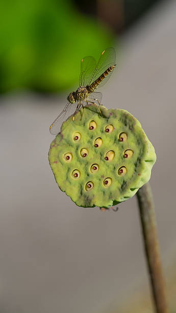 libellule gros plan - insect fly animal eye single flower photos et images de collection