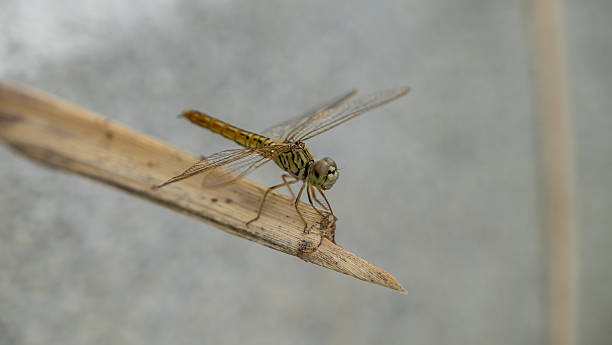 libellule gros plan - insect fly animal eye single flower photos et images de collection