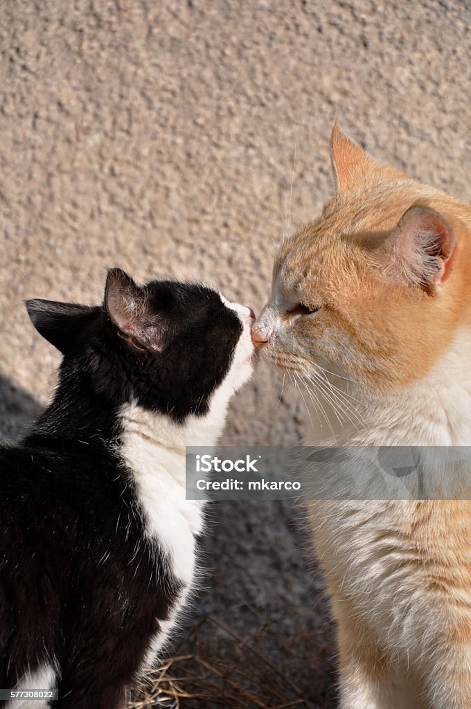 Top 50+ ảnh con mèo hôn nhau ngọt ngào và đáng yêu