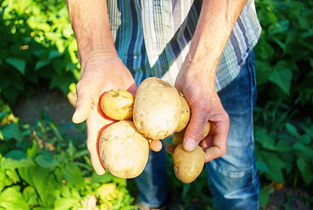 istock Man harvesting fresh potatoes in vegetable green garden 577308498