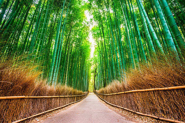 foresta di bambù di kyoto - città di kyoto foto e immagini stock