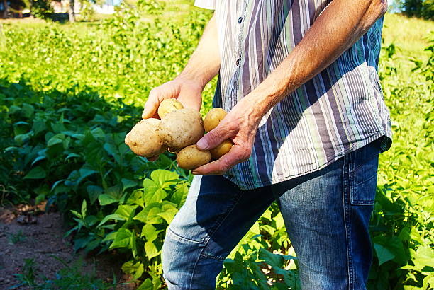 istock Man harvesting fresh potatoes in vegetable green garden 577308562