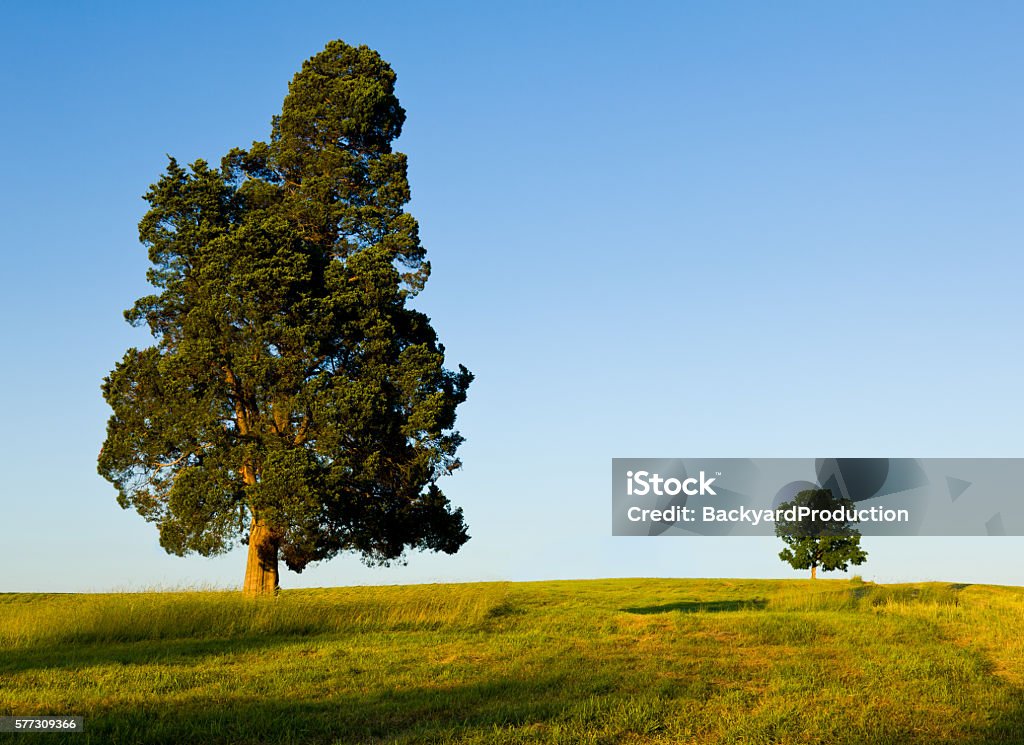 Großer Baum dominiert Baum auf dem Hügel - Lizenzfrei Groß Stock-Foto