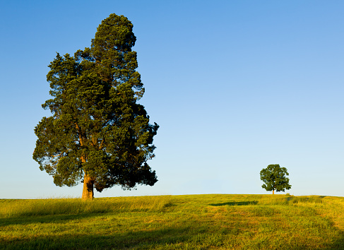 Large tree dominates small tree on hillside
