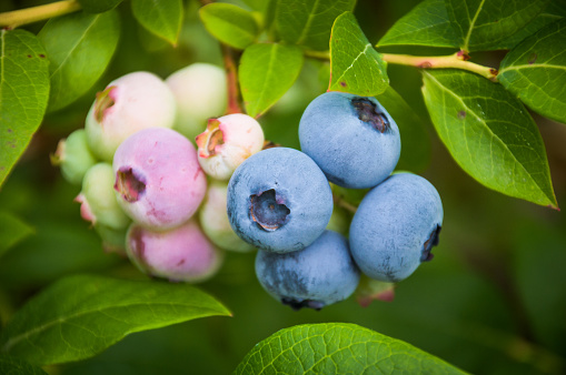 High bush blueberry cluster showing four ripe berries on the right and unripe pink and green berries on left
