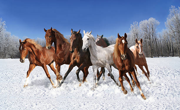 galloping horse in winter the snow quickly herd of horses galloping wild animal running stock pictures, royalty-free photos & images