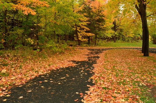 Colorful Fallen Maple Leaves on Paved Path in Autumn