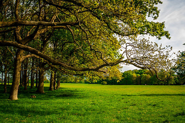 istock The arm of the tree 577311532