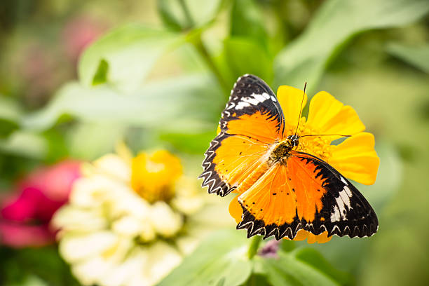 istock Monarch Butterfly feeding syrup on zinnia flower 577311628