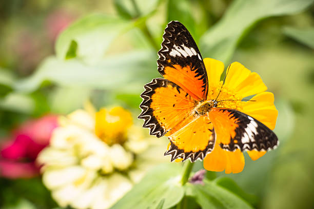 istock Monarch Butterfly feeding syrup on zinnia flower 577311966