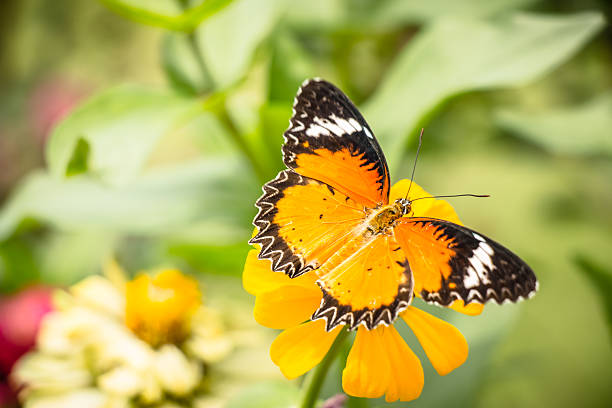 istock Monarch Butterfly feeding syrup on zinnia flower 577312362