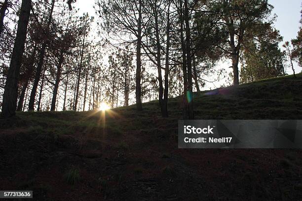 Sunset Between The Trees Stock Photo - Download Image Now - Abbottabad, Beauty In Nature, Dusk