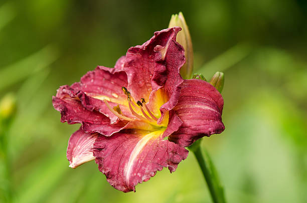 istock yellow-purple daylily flower 577313988