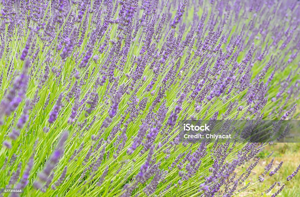 Lavender Field Field of Purple Lavender Agriculture Stock Photo