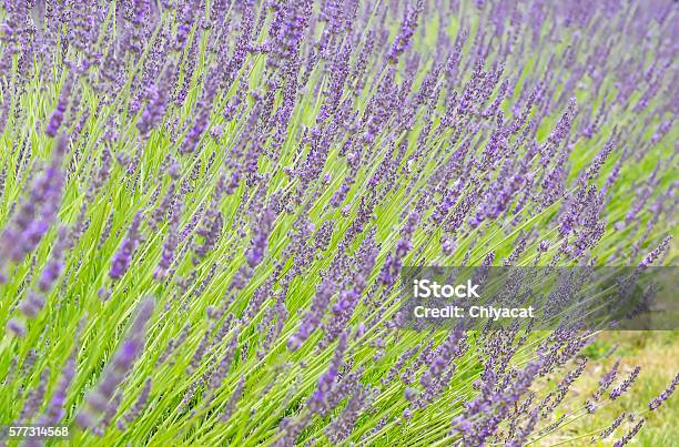 Lavender Field Stock Photo - Download Image Now - Agriculture, Backgrounds, Business Finance and Industry