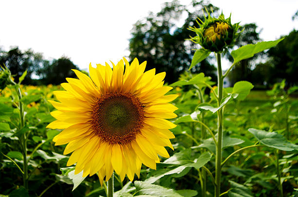 Girasol campos - foto de stock