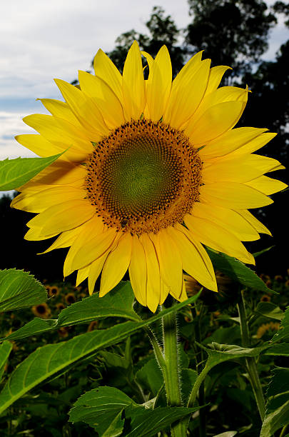 Girasol campos - foto de stock